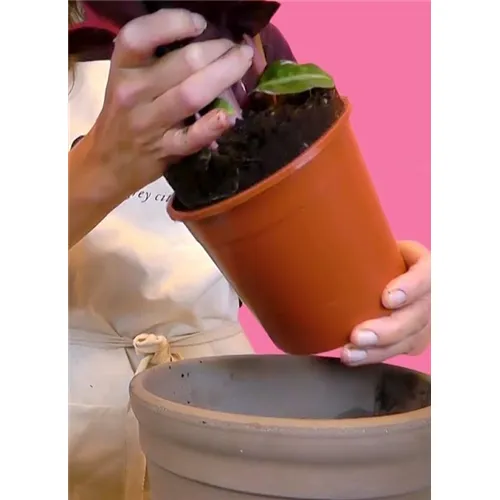 EASYPLANTS INPOTTEN MONTEREN TOPPING EN MODELLEREN OP LOCATIE