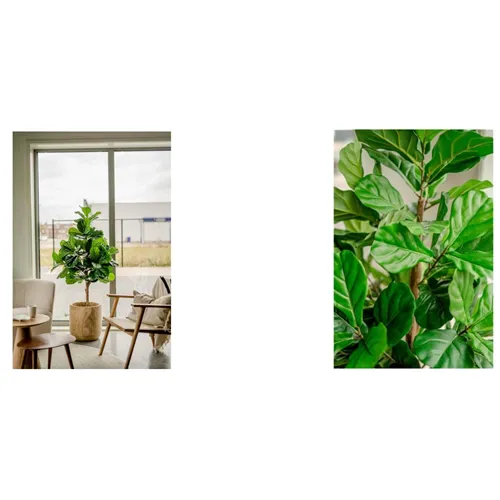 EASYPLANTS KUNSTPLANT FIDDLE LEAF 150cm