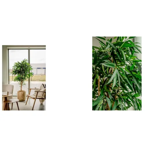 EASYPLANTS KUNSTPLANT LONGIFOLIA ROYAAL 150cm