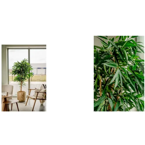 EASYPLANTS KUNSTPLANT LONGIFOLIA ROYAAL 180cm