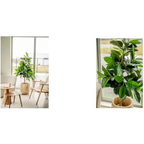 EASYPLANTS KUNSTPLANT RUBBER PLANT 150cm