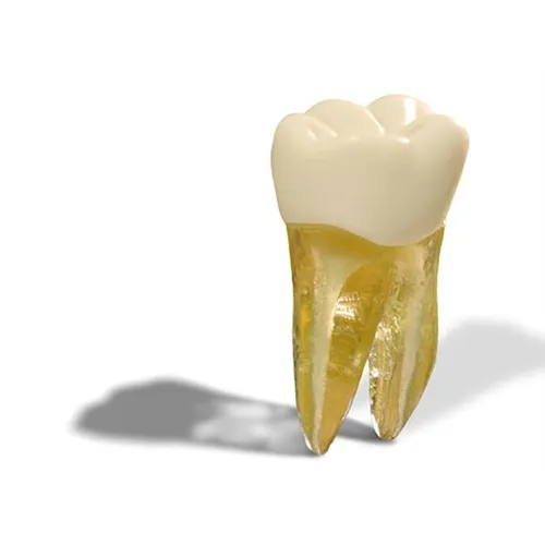 ACADENTAL REAL-T ENDO TOOTH NR.19