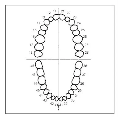 FRASACO STUDIEMODEL ELEMENTEN SET BOVEN- EN ONDERKAAK (16+16st)