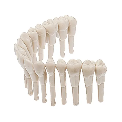 KAVO SIMULATIEMODEL ELEMENT 1-5 PREMOLAREN (10st)